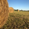 Pasture Hay bales