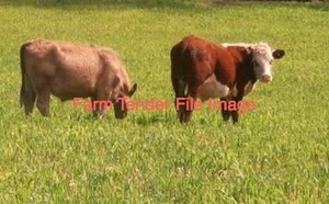 WANTED Land Lease/Agistment for Cattle