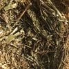 Canola hay