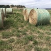 Lucerne Pasture Hay 4''x 5'' Rolls