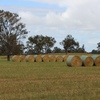 500 x Oaten Rye Hay 5x4 Round Bales