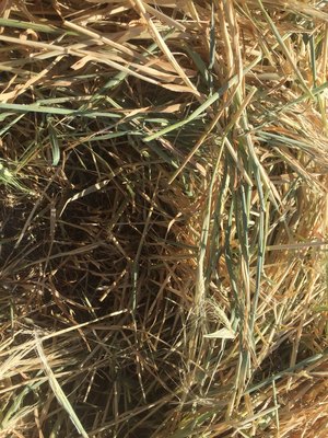 New Season Barley Hay 8x4x3 Bales 700 Kg's