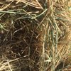 New Season Barley Hay 8x4x3 Bales 700 Kg's