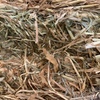 Vetch & Ryegrass Hay 8x4x3 