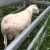 Australian White Ram 