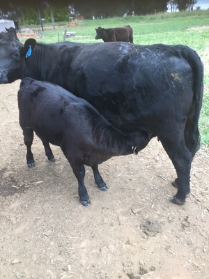 17 Angus Cows with calves at foot 