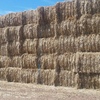 80mt Windrowed Wheaten Straw 8x4x3