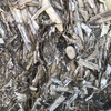 8x4x3 Bales of Faba Bean Straw 