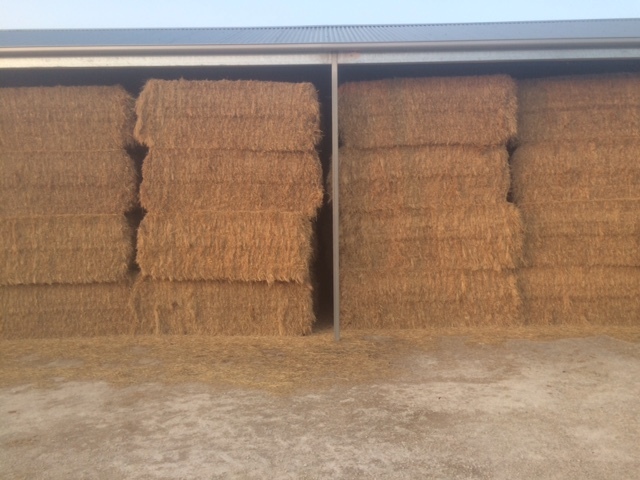 Pasture Hay Large Squares