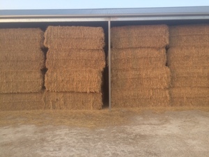 Pasture Hay Large Squares