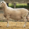 Under Auction - Lot 29 Highlander Ram 190111 (DLE Ram Auction A100 - 10th Sept via Auctionsplus) 