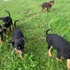 kelpie pups 