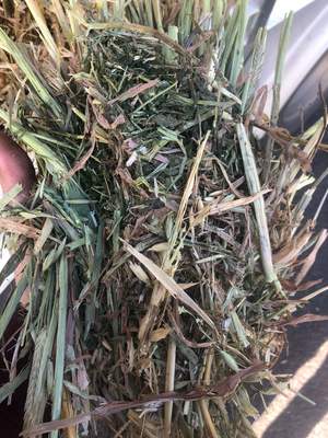 Oaten Vetch Hay Mix 700kg 8x4x3 Bales