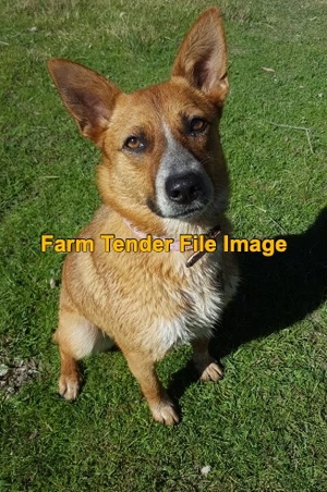 3 x Kelpie X Red Heeler Pups For Sale 