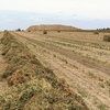 A1 test Vetch Hay 700 kg 8x4x3