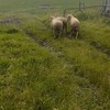 Rams Composite Poll Dorset X Border Leicester x 3
