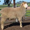 2019 Drop Poll Merino Rams Kerrilyn Merino Stud 
