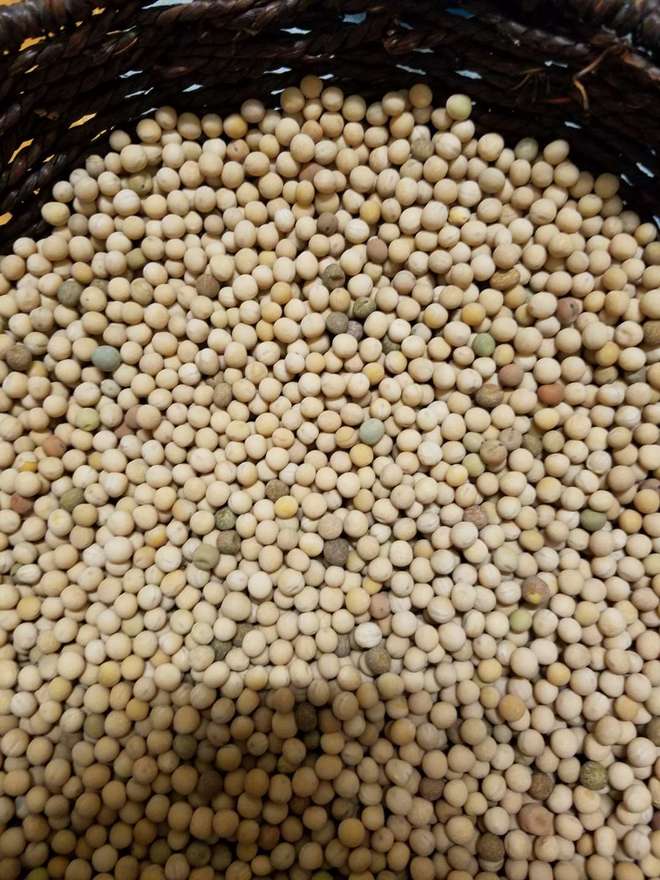 Forage type field pea , approx 25 m/t