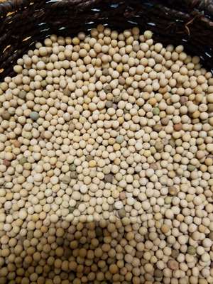 Forage type field pea , approx 25 m/t