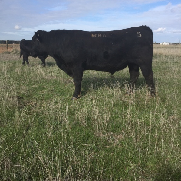 Registered Angus Bull For Sale