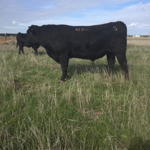Registered Angus Bull For Sale