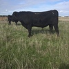 Registered Angus Bull For Sale