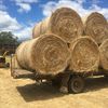 Large Round Perennial Ryegrass 2020 season