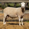 Under Auction - Lot 25 Highlander Ram 190596 (DLE Ram Auction A100 - 10th Sept via Auctionsplus) 