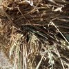 100 x Oaten Hay 5x4 Round Bales
