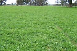 Certified Holdfast Phalaris