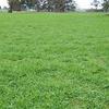 Certified Holdfast Phalaris 
