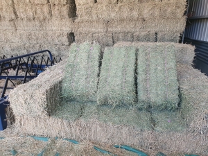 Lucerne Hay Small Squares