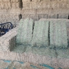 Lucerne Hay Small Squares