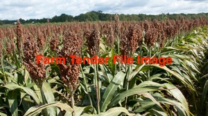 WANTED 500mt Red Sorghum No.1