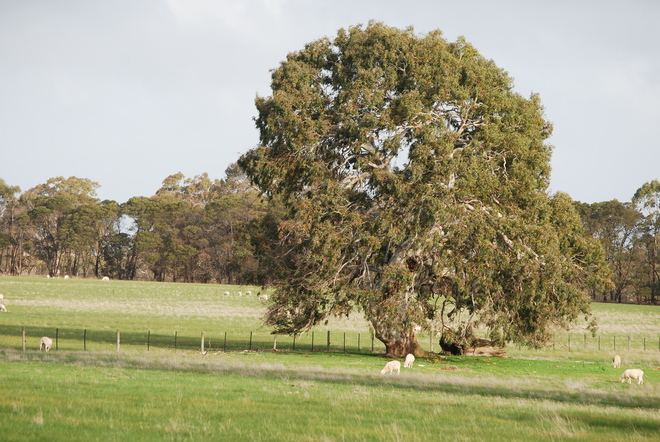 Rural acreage close to Hamilton . 100 Acres