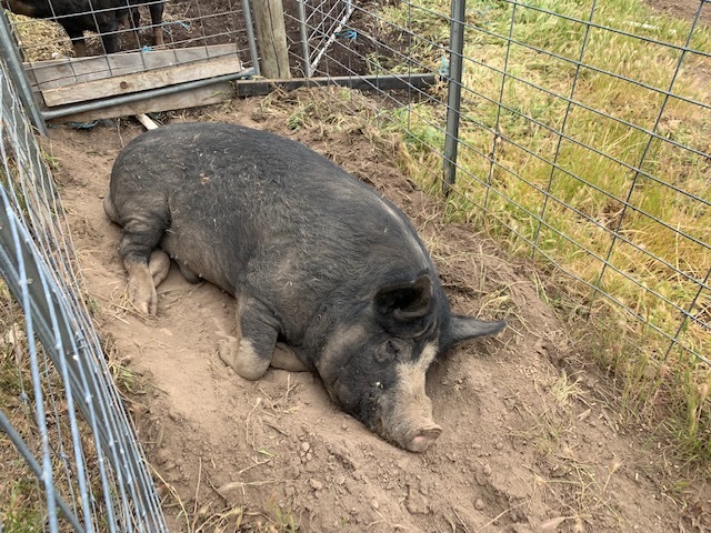 Berkshire Boar