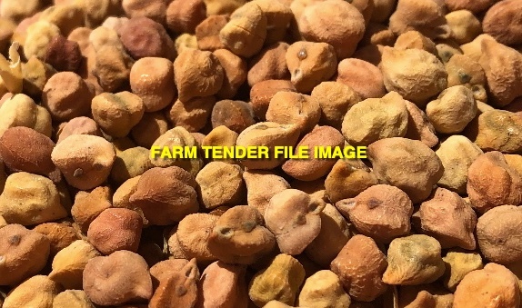 WANTED 750mt Desi Chickpeas New Crop No.1 Grade 