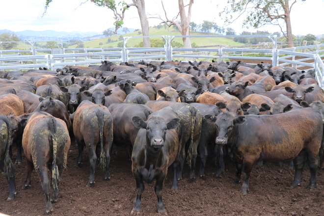 110 Angus Heifers Via AuctionsPlus Friday 13th of November 