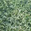 Vetch silage standing crop or baled & wrapped 