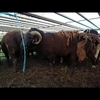 Dorpers rams