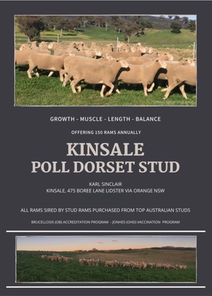 HIGH GROWTH POLL DORSET RAMS FOR SALE