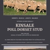 HIGH GROWTH POLL DORSET RAMS FOR SALE