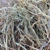Vetch/Barley Hay