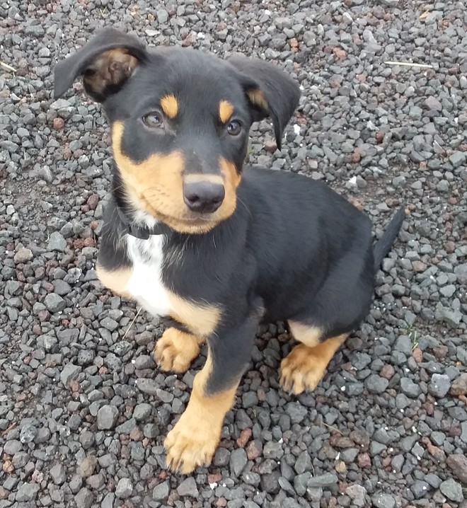 Kelpie Pups for sale