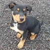 Kelpie Pups for sale