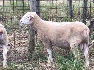 Poll Dorset Rams, Stud Flock No 258