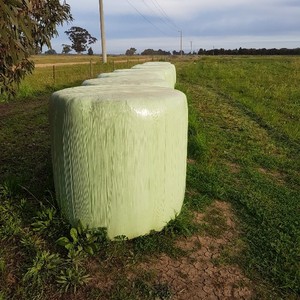 Lucerne Silage