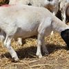 PUREBRED DORPER RAMS 