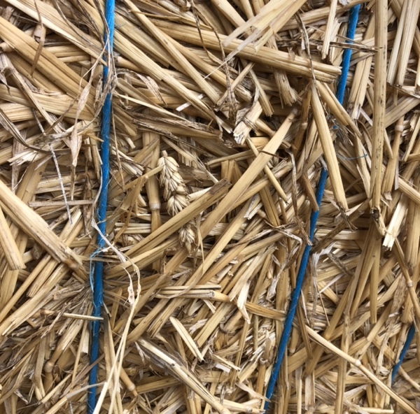 200mt Wheat Straw 570kg 8x4x3 Bales
