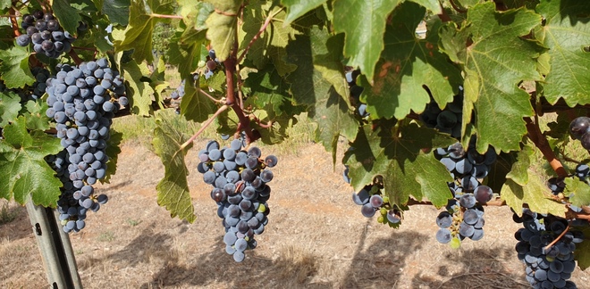 5 ton Cabernet Sauvignon Fruit (Wine Grapes)